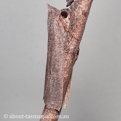 Paralaea-tasmanica Paralaea tasmanica, Geometridae, Tasmanian moth