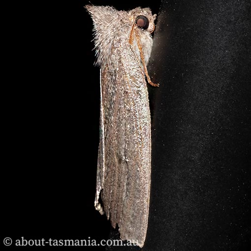 Paralaea-tasmanica4 Paralaea tasmanica, Geometridae, Tasmanian moth