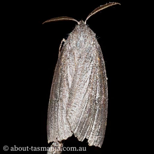 Paralaea-tasmanica5 Paralaea tasmanica, Geometridae, Tasmanian moth