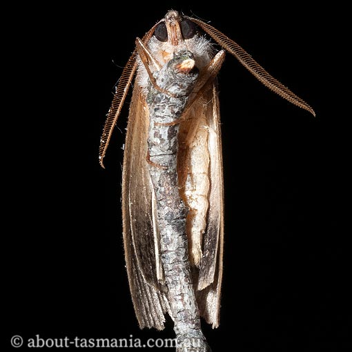 Paralaea-tasmanica6 Paralaea tasmanica, Geometridae, Tasmanian moth