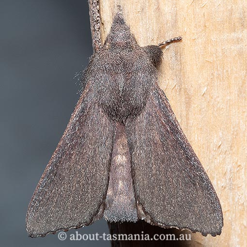 Pararguda rufescens, rufous snout moth, Lasiocampidae, Tasmania, moth