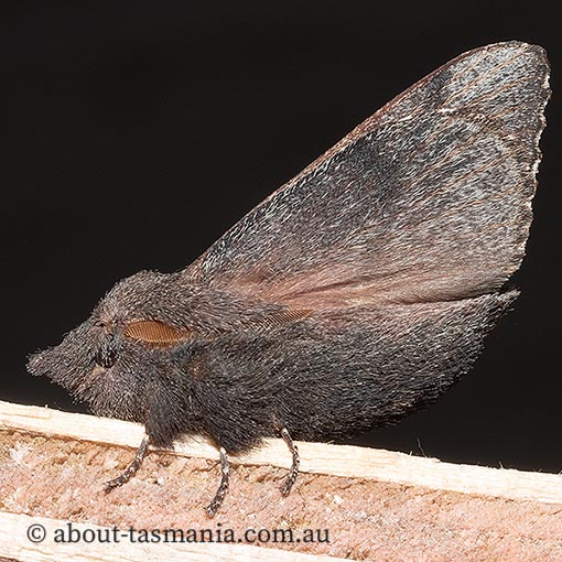 Pararguda rufescens, rufous snout moth, Lasiocampidae, Tasmania, moth