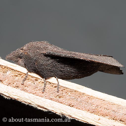 Pararguda rufescens, rufous snout moth, Lasiocampidae, Tasmania, moth