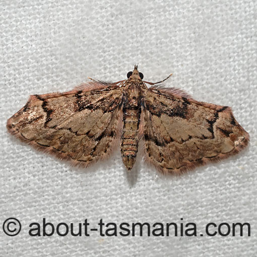 Pasiphilodes testulata, Chloroclystis testulata, Pome looper, Geometridae, Tasmania, moth