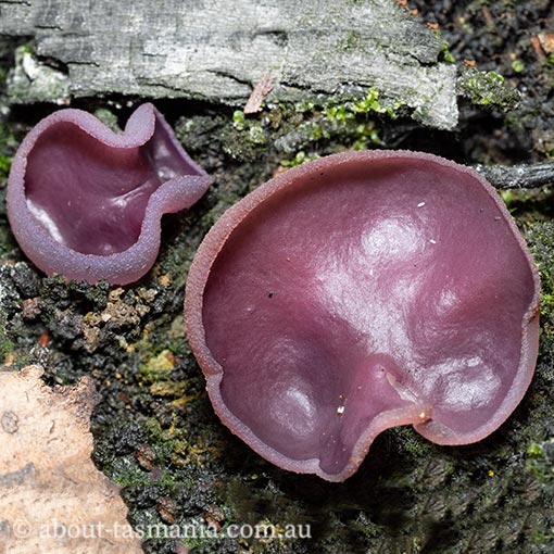 Peziza tenacella, Ascomycetes, fungi, Tasmania