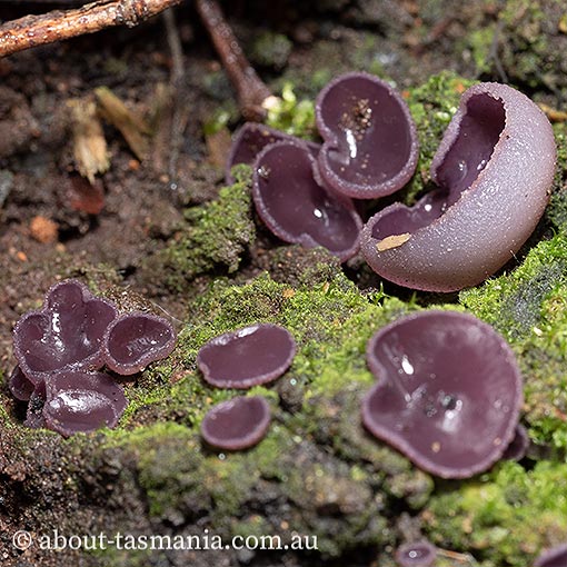 Peziza tenacella, Ascomycetes, fungi, Tasmania