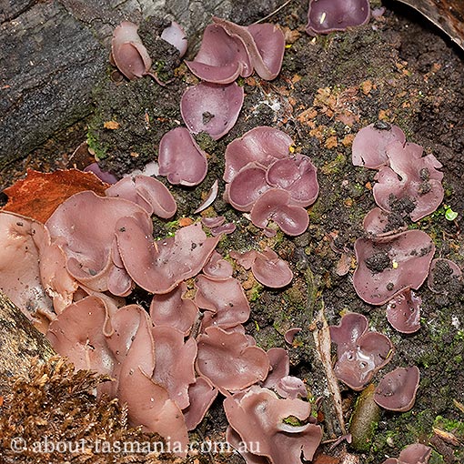 Peziza tenacella, Ascomycetes, fungi, Tasmania