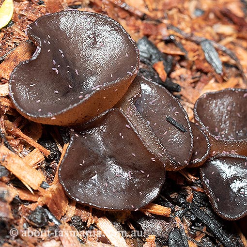 Peziza tenacella, Ascomycetes, fungi, Tasmania