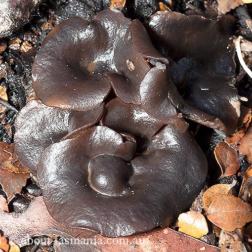 Peziza tenacella, Ascomycetes, fungi, Tasmania