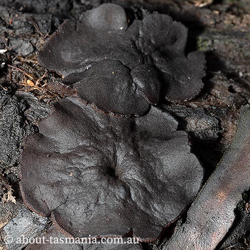 Peziza tenacella, Ascomycetes, fungi, Tasmania