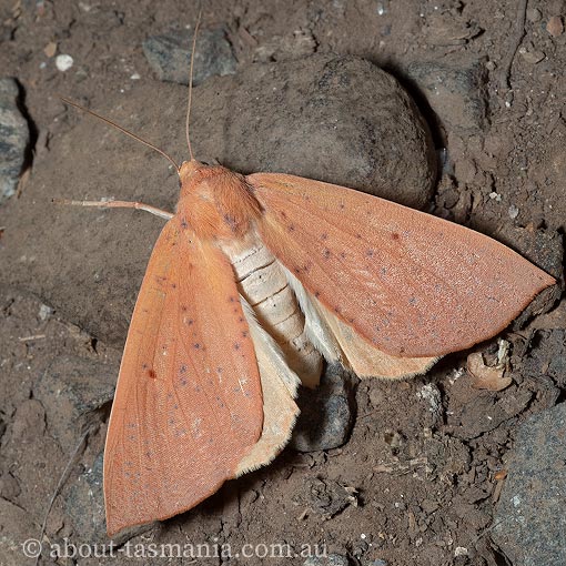 Plesanemma fucata, Geometridae, Tasmania, moth