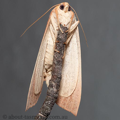 Plesanemma fucata, Geometridae, Tasmania, moth