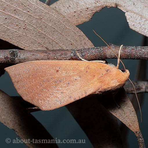 Plesanemma fucata, Geometridae, Tasmania, moth