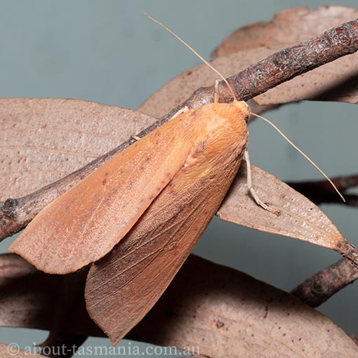 Plesanemma fucata, Geometridae, Tasmania, moth