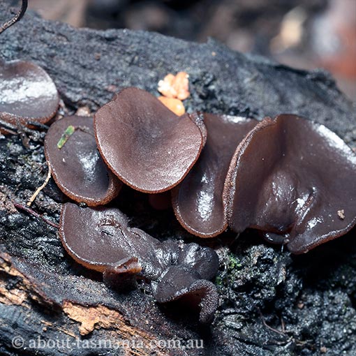 Plicaria recurva, Ascomycetes, fungi, Tasmania