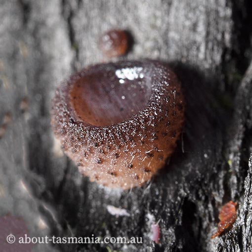 Plicaria recurva, Ascomycetes, fungi, Tasmania