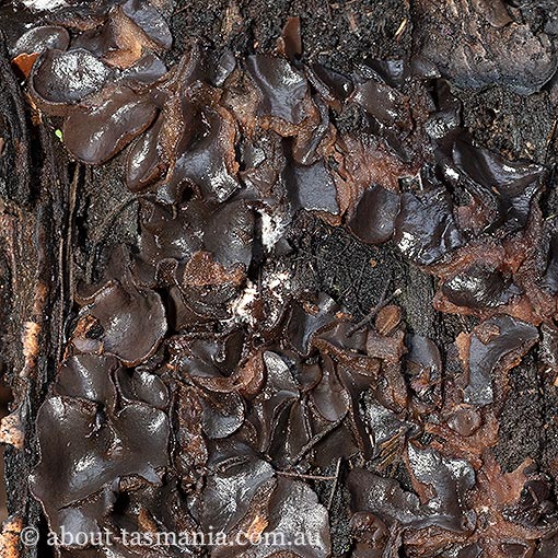 Plicaria recurva, Ascomycetes, fungi, Tasmania