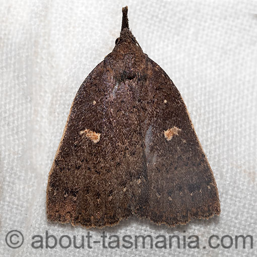 Rhapsa eretmophora, Erebidae, Tasmania, moth