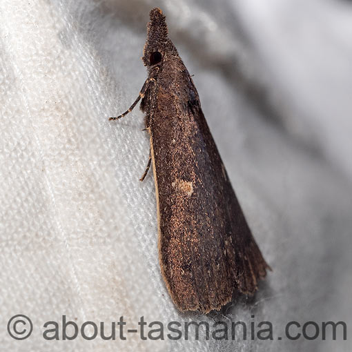 Rhapsa eretmophora, Erebidae, Tasmania, moth