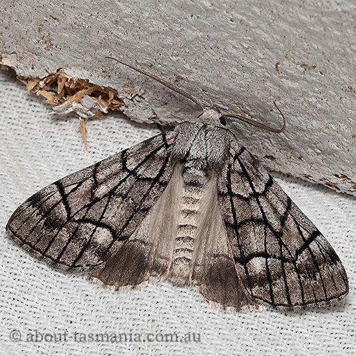 Stibaroma sp., Geometridae, Tasmania, moth