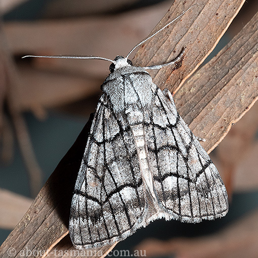 Stibaroma sp., Geometridae, Tasmania, moth
