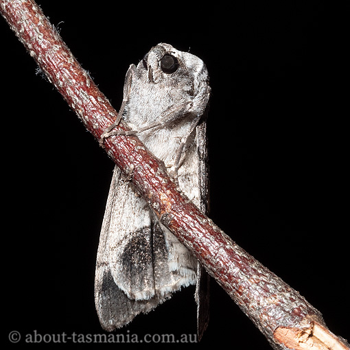 Stibaroma sp., Geometridae, Tasmania, moth