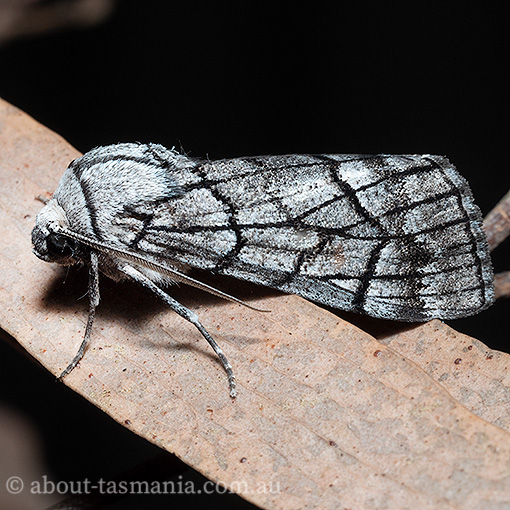 Stibaroma sp., Geometridae, Tasmania, moth