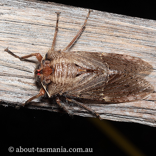 Tasmanian Hairy Cicada, Tettigarcta tomentosa, Tasmanian endemic