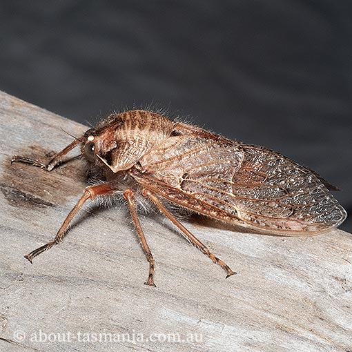 Tasmanian Hairy Cicada, Tettigarcta tomentosa, Tasmanian endemic