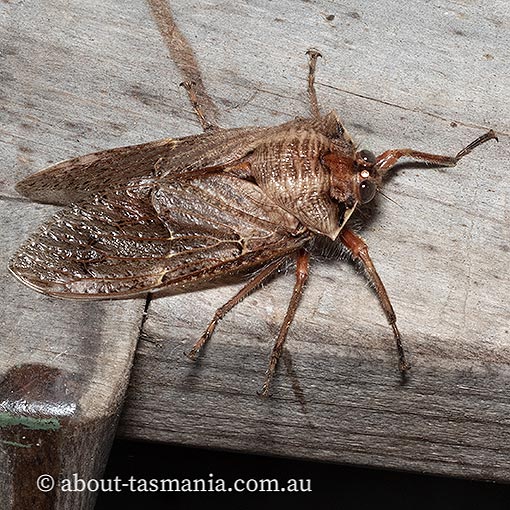 Tasmanian Hairy Cicada, Tettigarcta tomentosa, Tasmanian endemic
