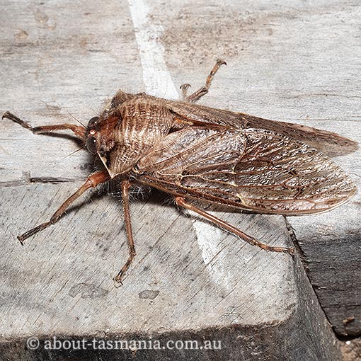 Tasmanian Hairy Cicada, Tettigarcta tomentosa, Tasmanian endemic