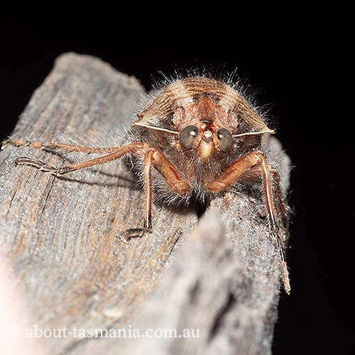 Tasmanian Hairy Cicada, Tettigarcta tomentosa, Tasmanian endemic