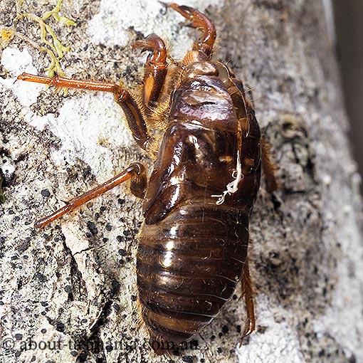 Tasmanian Hairy Cicada, Tettigarcta tomentosa, Tasmanian endemic