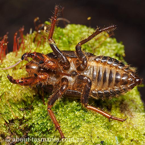 Tasmanian Hairy Cicada, Tettigarcta tomentosa, Tasmanian endemic