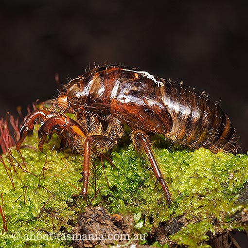 Tasmanian Hairy Cicada, Tettigarcta tomentosa, Tasmanian endemic