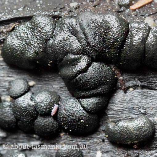 Trichoderma lixii, fungi, Tasmania