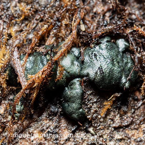 Trichoderma lixii, fungi, Tasmania