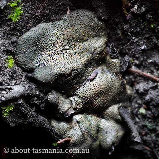 Trichoderma lixii, fungi, Tasmania