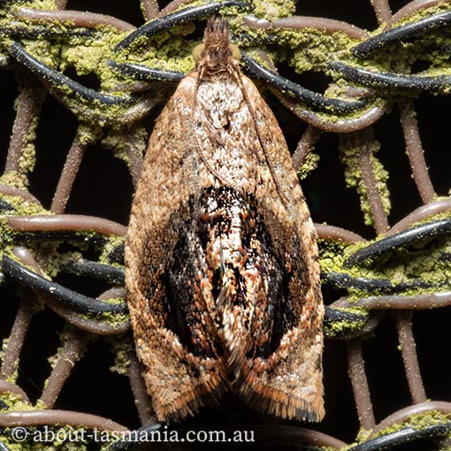 Acroceuthes metaxanthana, Tortricidae, Tasmania, moth