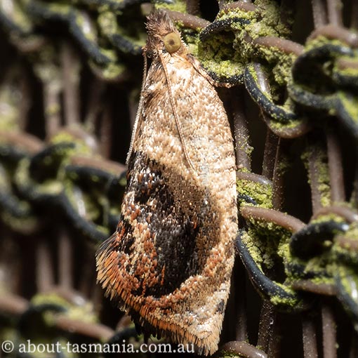 Acroceuthes metaxanthana, Tortricidae, Tasmania, moth