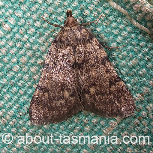 Aglossa pinguinalis, large tabby, Pyralidae, Tasmania, moth