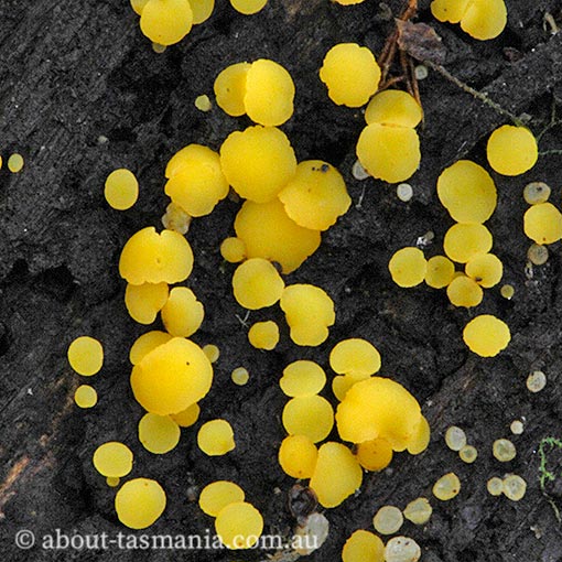 Bisporella citrina, Tasmania, Ascomycetes, fungi