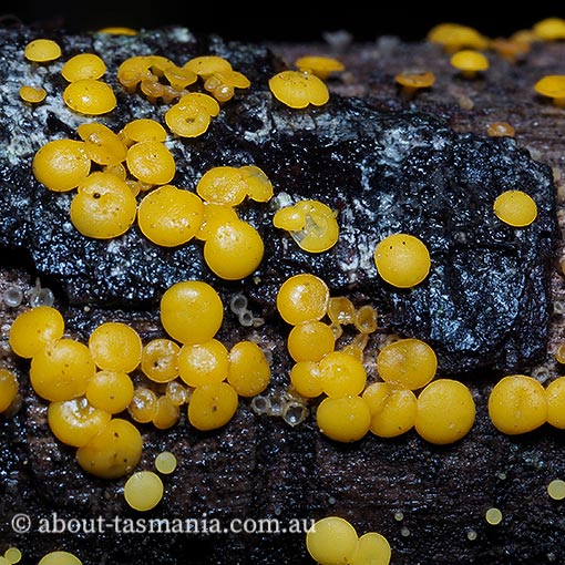 Bisporella citrina, Tasmania, Ascomycetes, fungi