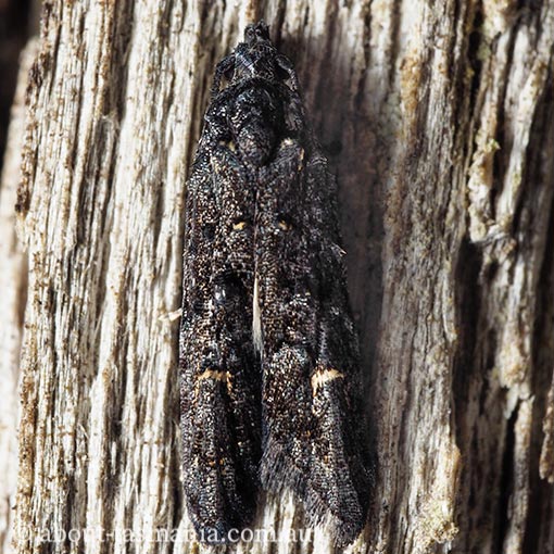 Bondia nigella, Carposinidae, Tasmania, moth