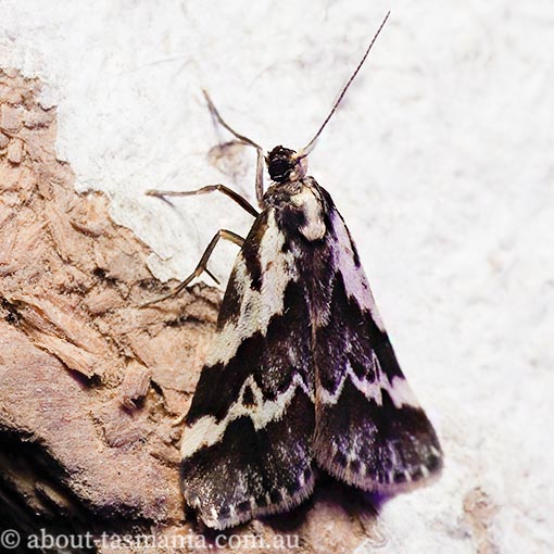 Damias procrena, Arctiidae, Tasmania, moth