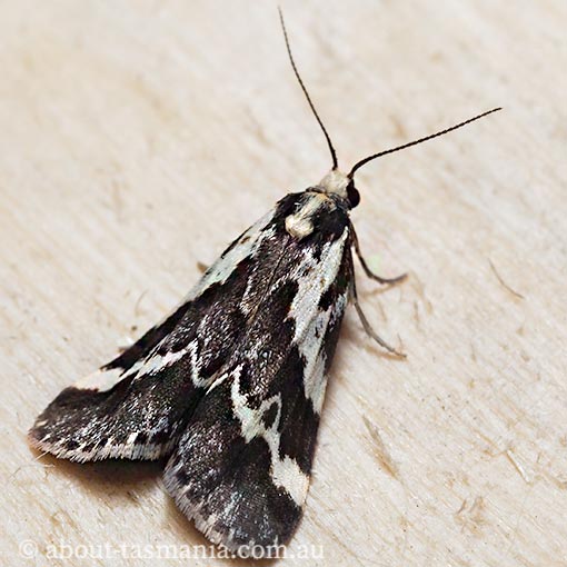 Damias procrena, Arctiidae, Tasmania, moth
