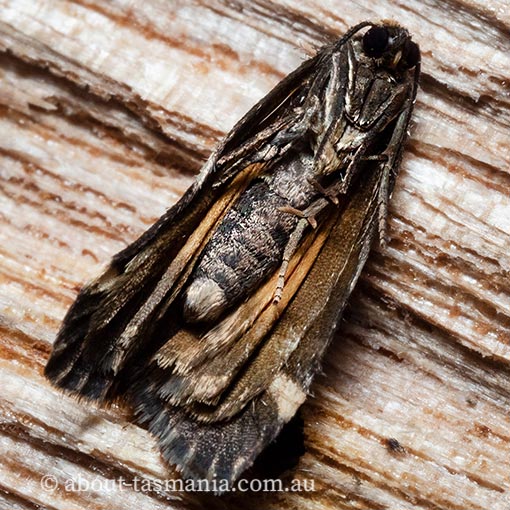 Damias procrena, Arctiidae, Tasmania, moth