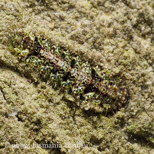Damias procrena, Arctiidae, Tasmania, moth