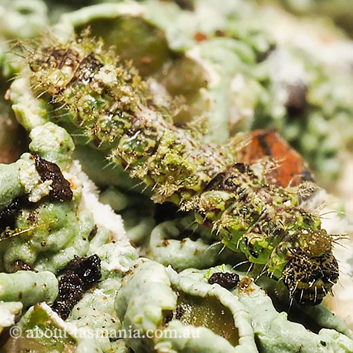 Damias procrena, Arctiidae, Tasmania, moth