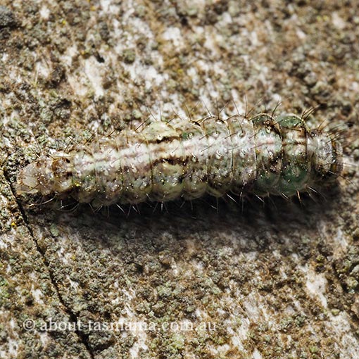 Damias procrena, Arctiidae, Tasmania, moth